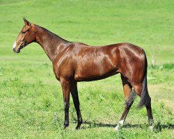 horse Antinora (Akhal-Teke, 2009, from Turkmentai)