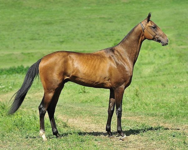 Pferd Kortes (Achal Tekkiner, 2009, von Turkmentai)