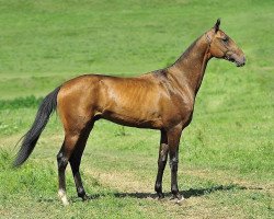 horse Kortes (Akhal-Teke, 2009, from Turkmentai)