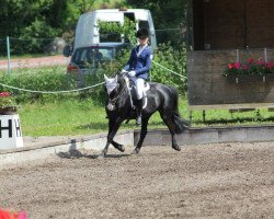 broodmare Hexe 159 (German Riding Pony, 1997, from Davignon)