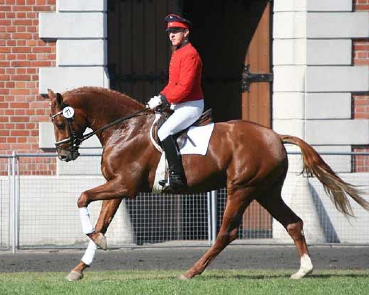 dressage horse Wolrd of Golf (Hanoverian, 2003, from Worldly I)