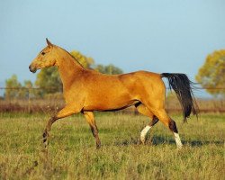 Pferd Milita (Achal Tekkiner, 2008, von Turkmentai)