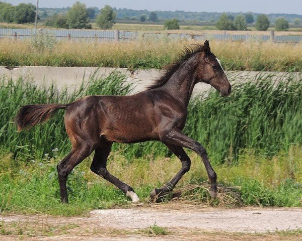 horse Aurang (Akhal-Teke, 2013, from Gudratli)