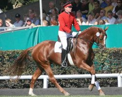 dressage horse Welfare II (Hanoverian, 2003, from Worldly I)