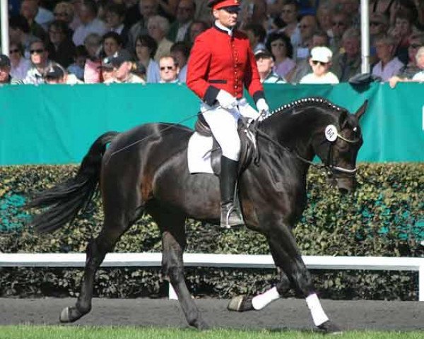 stallion Mackenzie (Hanoverian, 2003, from Metternich)