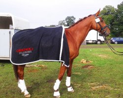 dressage horse Nashville 52 (Trakehner, 2002, from Connery)