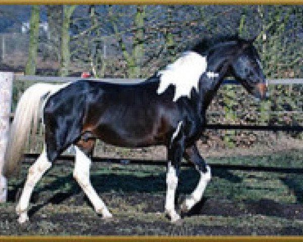 stallion Vulkan (Pinto / Hunter, 1989, from Variant)