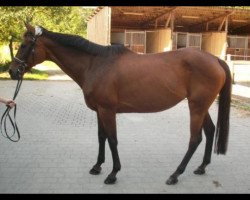 broodmare La Raza xx (Thoroughbred, 1992, from Windwurf xx)