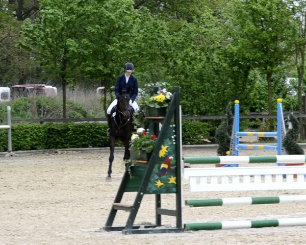 Video of Quinta's Lady