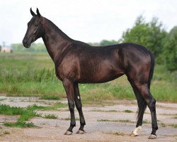 horse Basima (Akhal-Teke, 2009, from Mustang)