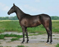 horse Karamel (Akhal-Teke, 2009, from Mustang)