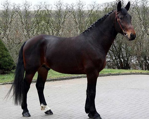 Pferd Vincent E (Sächs.-Thür. Schweres Warmbl., 2004, von Valerius Mo 1478)