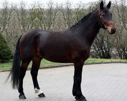 Pferd Vincent E (Sächs.-Thür. Schweres Warmbl., 2004, von Valerius Mo 1478)