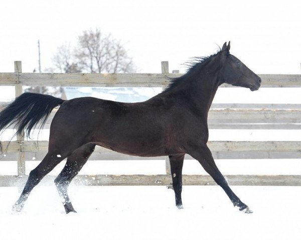 Pferd Bimarjan (Achal Tekkiner, 2008, von Mustang)