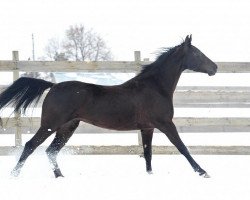 horse Bimarjan (Akhal-Teke, 2008, from Mustang)