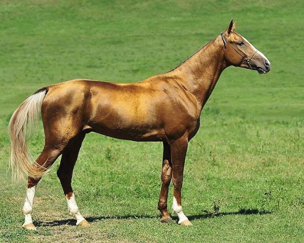 Pferd Marmelad (Achal Tekkiner, 2008, von Mustang)