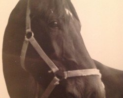 Pferd Romeo 116 (Hessisches Warmblut, 1978, von Raphael)