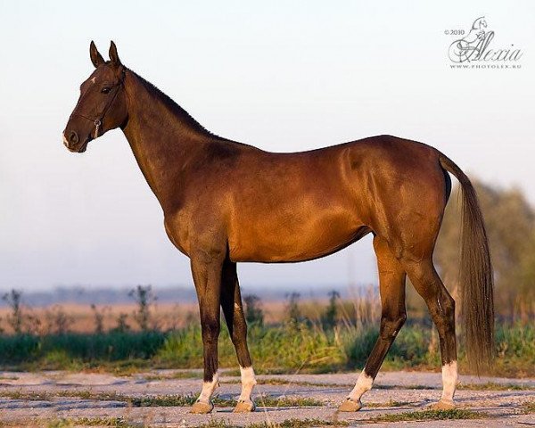 Zuchtstute Alania (Achal Tekkiner, 2008, von Novruz)