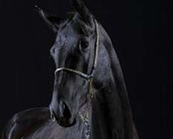 broodmare Tagalla (Akhal-Teke, 2005, from Gurtbil)