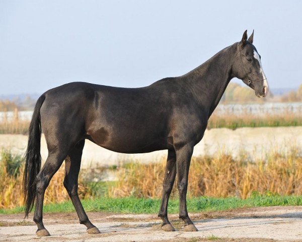 broodmare Pandora (Akhal-Teke, 2004, from Rovayat)