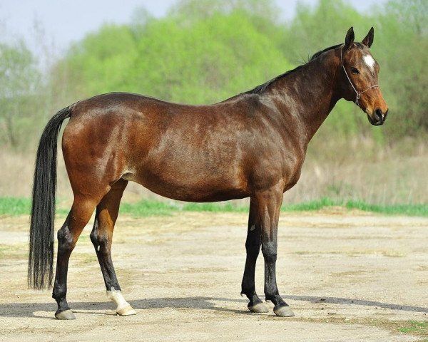 broodmare Afrodita (Akhal-Teke, 2004, from Rovayat)