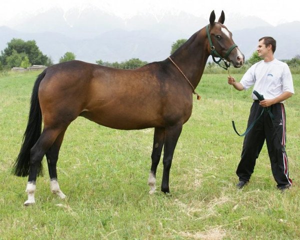 broodmare Alma (Akhal-Teke, 2002, from Mangyt)