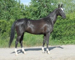 broodmare Prima (Akhal-Teke, 2000, from Mangyt)