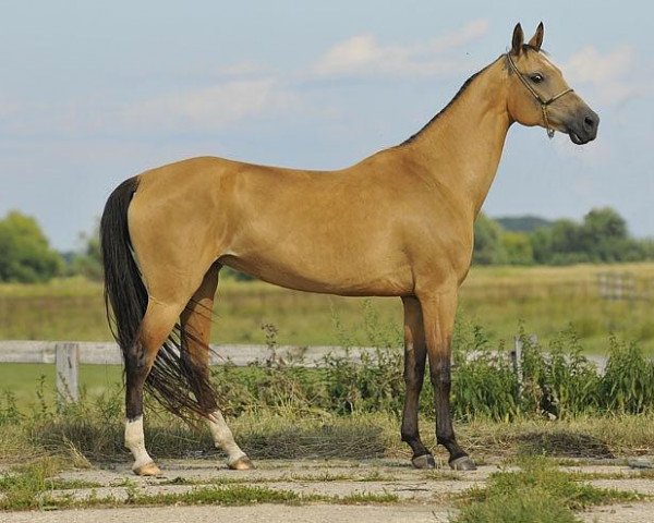 Zuchtstute Margo Tarki (Achal Tekkiner, 2000, von Farukh 19)