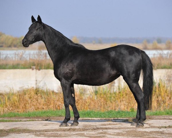 broodmare Begonia (Akhal-Teke, 2000, from Beduin)