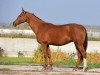 broodmare Maisa (Akhal-Teke, 1998, from Akim)