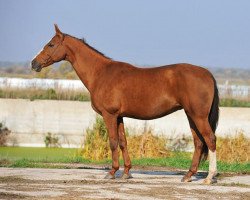 broodmare Maisa (Akhal-Teke, 1998, from Akim)