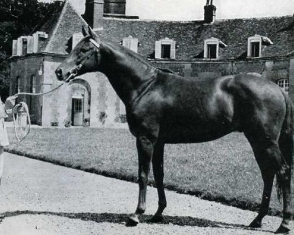 stallion Shikampur xx (Thoroughbred, 1950, from Tehran xx)