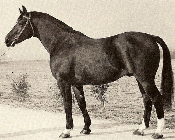 stallion Ivoire (Selle Français, 1957, from Ibrahim AN)