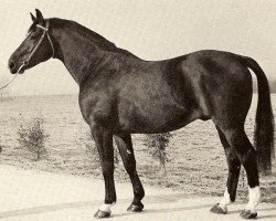 stallion Ivoire (Selle Français, 1957, from Ibrahim)