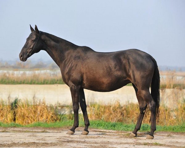 broodmare Bagira (Akhal-Teke, 1998, from Karader)