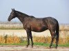 broodmare Bagira (Akhal-Teke, 1998, from Karader)