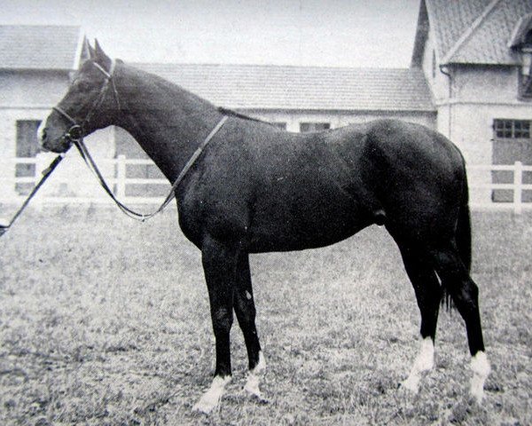 stallion Venture xx (Thoroughbred, 1957, from Relic xx)