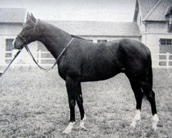 stallion Venture xx (Thoroughbred, 1957, from Relic xx)