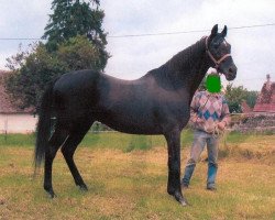 stallion Kashnil xx (Thoroughbred, 1976, from Kashmir II xx)