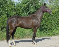 broodmare Tuga (Akhal-Teke, 1995, from Tedjen)