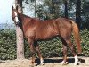 broodmare Quanagra (Selle Français, 1982, from Galoubet A)