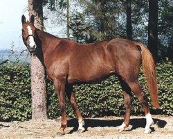 broodmare Quanagra (Selle Français, 1982, from Galoubet A)