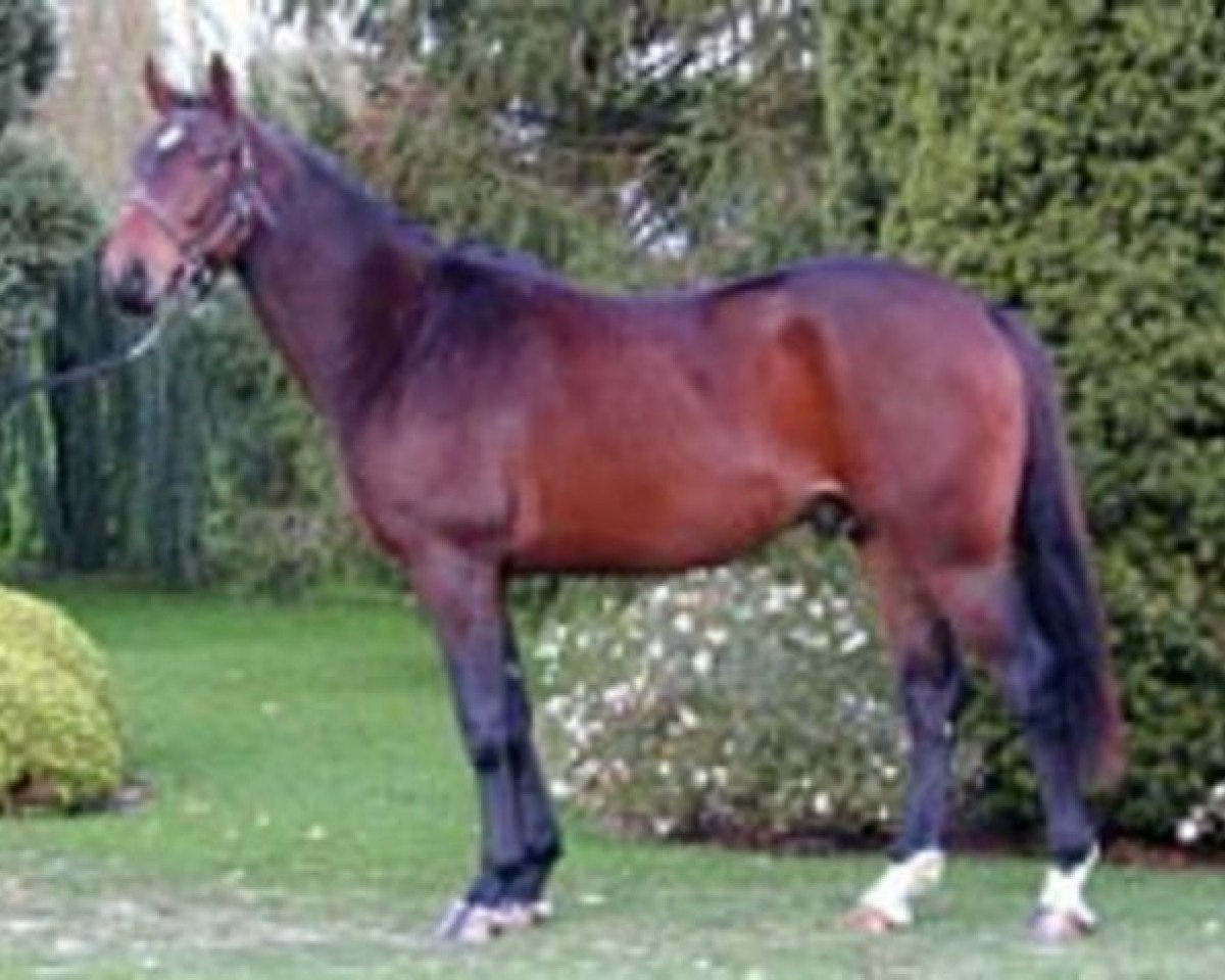 stallion Metropolitan (Selle Français, 2000, from Cabdula du Tillard)