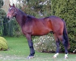 stallion Metropolitan (Selle Français, 2000, from Cabdula du Tillard)