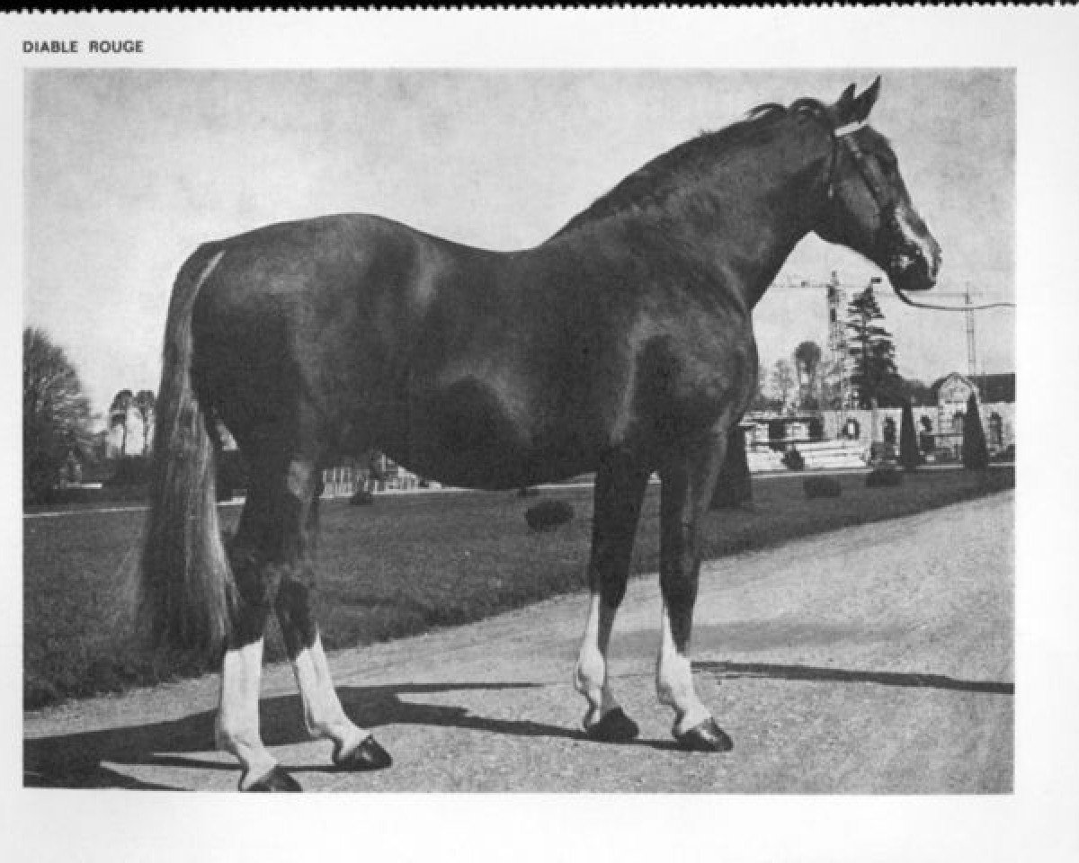 stallion Diable Rouge (Selle Français, 1947, from Ultimate xx)