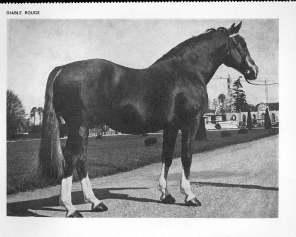stallion Diable Rouge (Selle Français, 1947, from Ultimate xx)