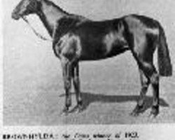 broodmare Brownhylda xx (Thoroughbred, 1920, from Stedfast xx)