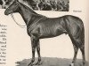 stallion Firdaussi xx (Thoroughbred, 1929, from Pharos xx)