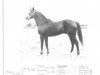 stallion Escamillo xx (Thoroughbred, 1939, from Firdaussi xx)