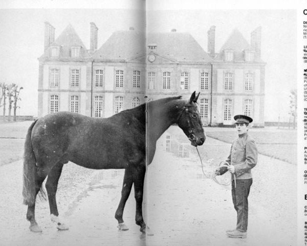 stallion Pierreville (Selle Français, 1959, from Plein d'Espoirs)